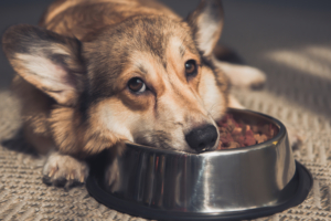 Léteznek kutyatápok kifejezetten étvágytalan kutyáknak