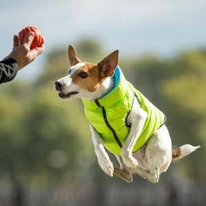 AiryVest kétoldalas kifordítható kutyaruha - lime/blue S35