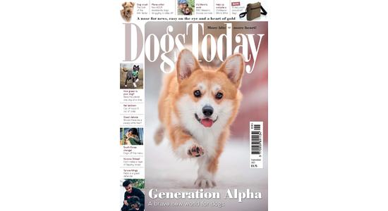 Dogs Today - Szeptemberi szám