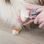 Kép 2/3 - TRIXIE fej- és tappancs szőrzet nyíró rozsdamentes acél olló - 9cm