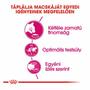 Kép 2/6 - ROYAL CANIN SavourExigent - formula