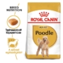 Kép 1/5 - ROYAL CANIN POODLI ADULT - Poodli felnőtt száraz kutyatáp - 500g