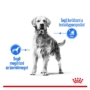 Kép 2/5 - ROYAL CANIN Maxi Light Weight Care Adult - nagytestű felnőtt és idősödő száraz kutyatáp - 12kg