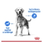 Kép 2/5 - ROYAL CANIN Medium Light Weight Care Adult - közepes testű felnőtt és idősödő száraz kutyatáp - 12kg